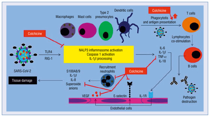 Colchicine - From rheumatology to the new kid on the block: Coronary syndromes and COVID-19.