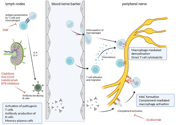 Repurposing MS immunotherapies for CIDP and other autoimmune neuropathies: unfulfilled promise or efficient strategy?