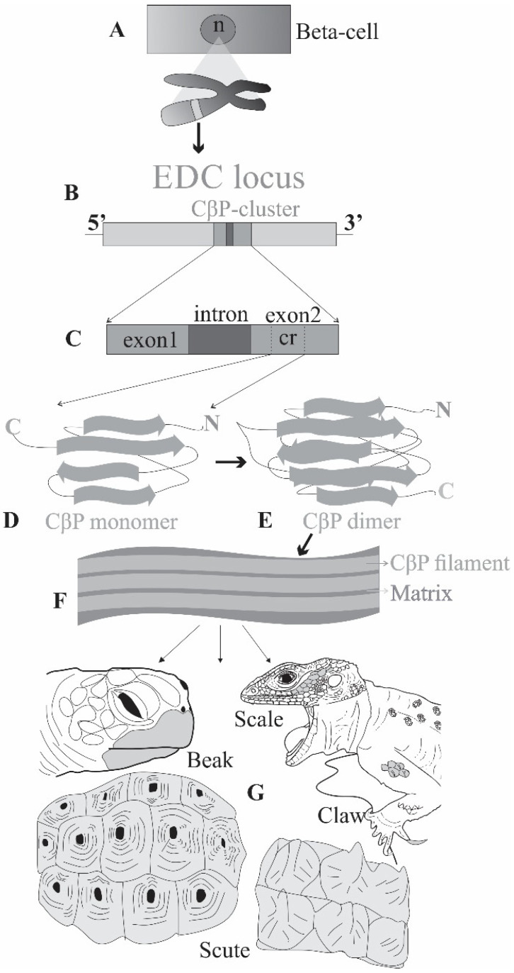 The Story of the Finest Armor: Developmental Aspects of Reptile Skin.