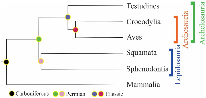 The Story of the Finest Armor: Developmental Aspects of Reptile Skin.