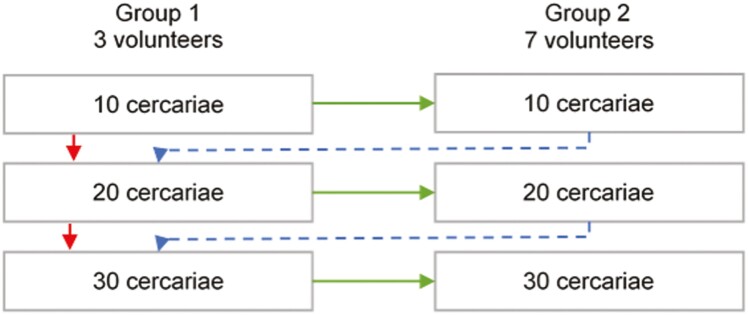 Establishing a single-sex controlled human <i>Schistosoma mansoni</i> infection model for Uganda: protocol for safety and dose-finding trial.