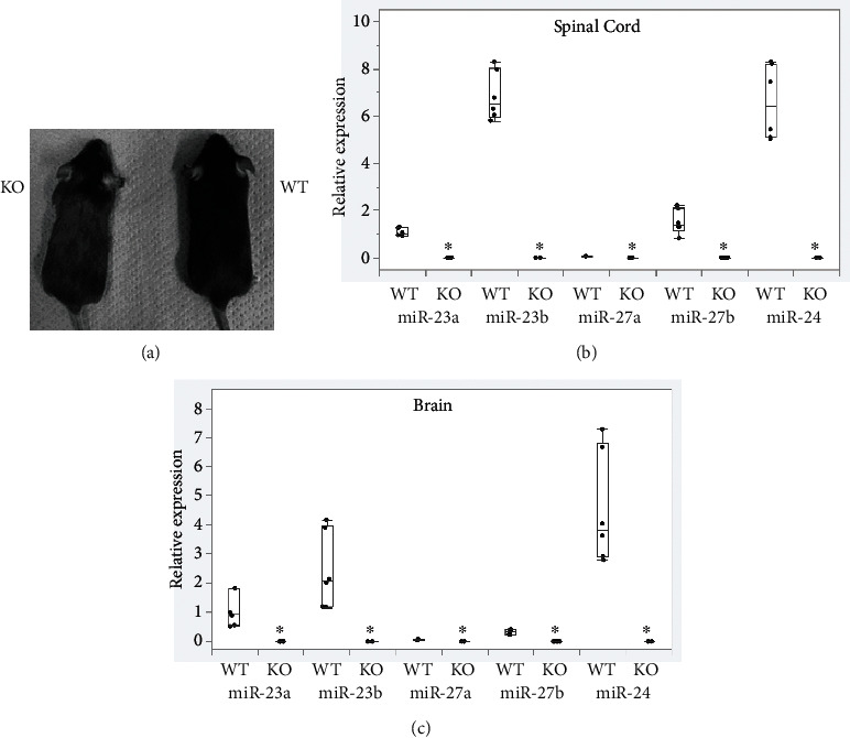 Deficiency of MicroRNA-23-27-24 Clusters Exhibits the Impairment of Myelination in the Central Nervous System.