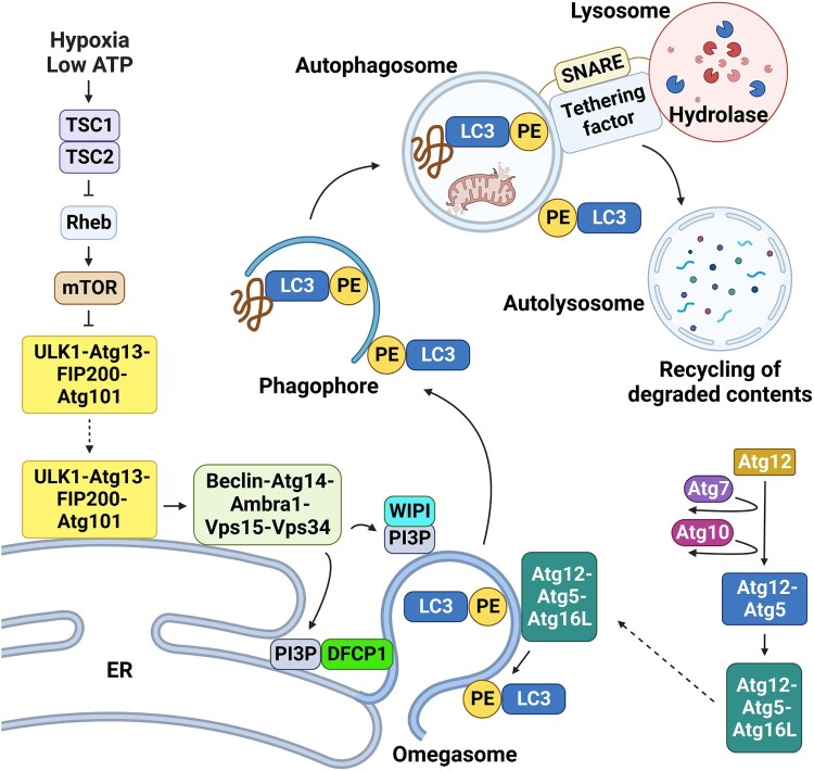 Crosstalk between endoplasmic reticulum stress response and autophagy in human diseases.