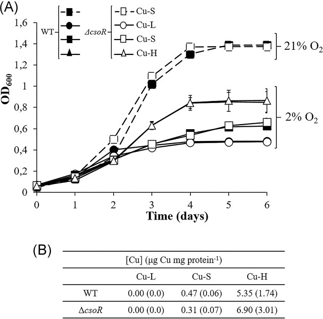 The copper-responsive regulator CsoR is indirectly involved in Bradyrhizobium diazoefficiens denitrification.