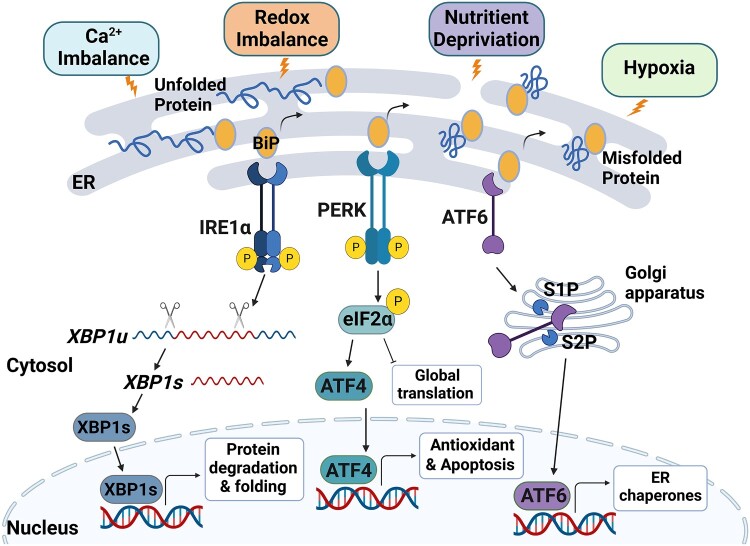 Crosstalk between endoplasmic reticulum stress response and autophagy in human diseases.