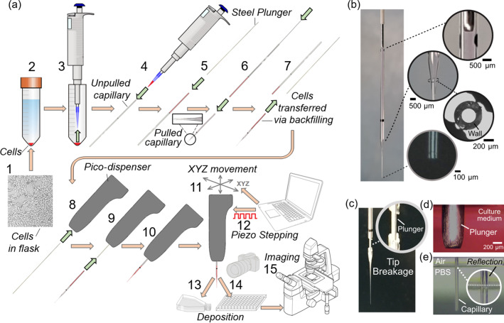 Microcapillary cell extrusion deposition with picolitre dispensing resolution.