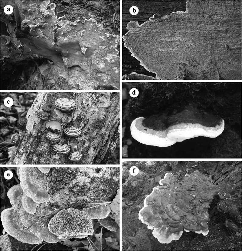 Species diversity of pathogenic wood-rotting fungi (Agaricomycetes, Basidiomycota) in China.