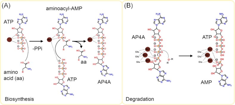 The mysterious diadenosine tetraphosphate (AP4A).