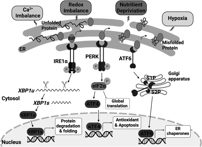 Crosstalk between endoplasmic reticulum stress response and autophagy in human diseases.