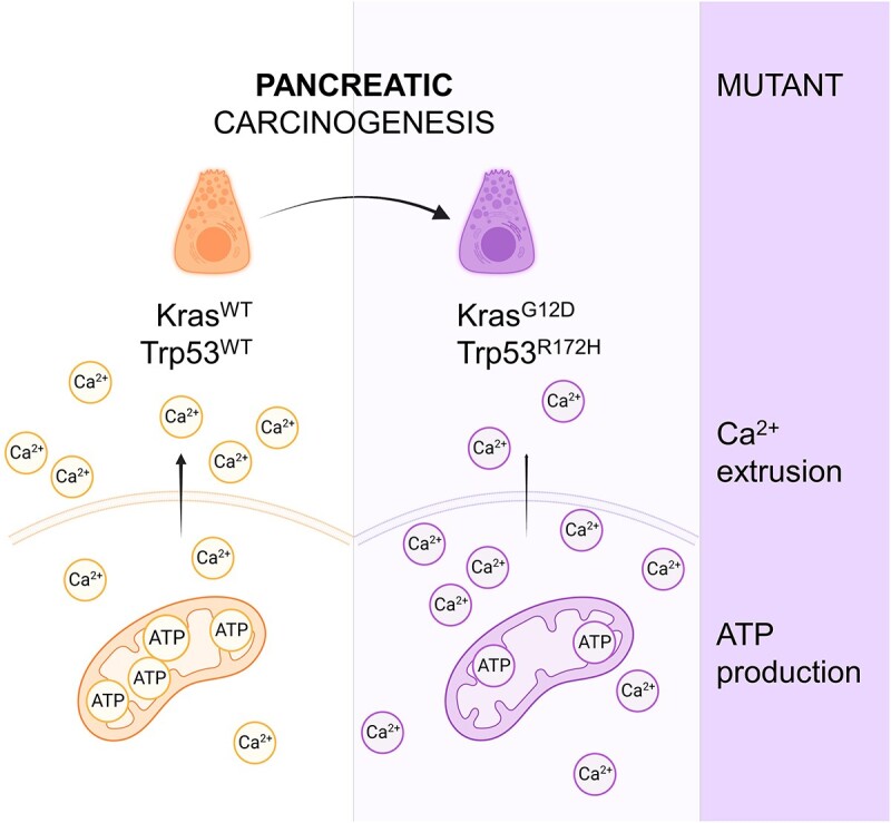 Driver Mutations of Pancreatic Cancer Affect Ca<sup>2+</sup> Signaling and ATP Production.