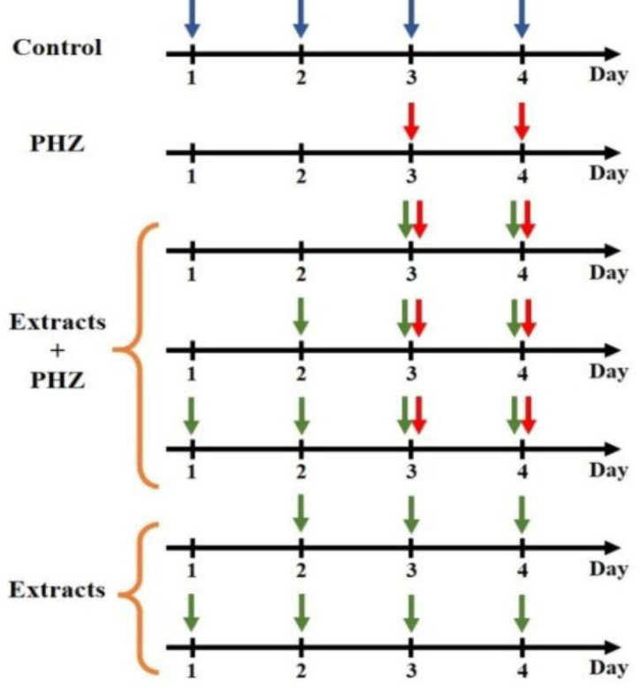 The hematopoietic potential of methanolic and aqueous extracts of <i>Portulaca oleracea</i> in a phenylhydrazine model of anemia.