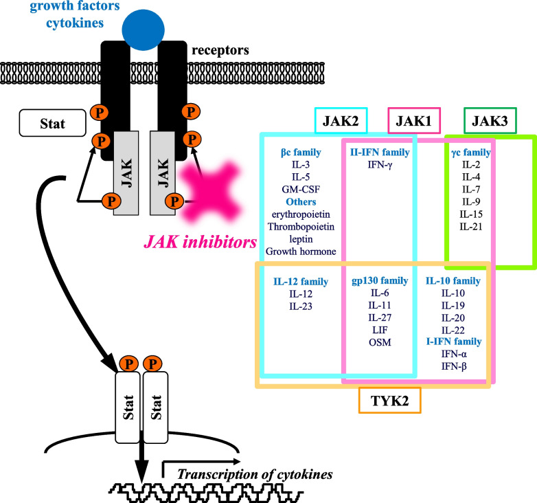 A review of Janus kinase inhibitors for the treatment of Covid-19 pneumonia.