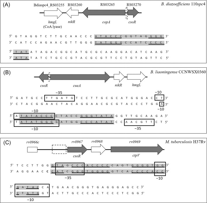 The copper-responsive regulator CsoR is indirectly involved in Bradyrhizobium diazoefficiens denitrification.