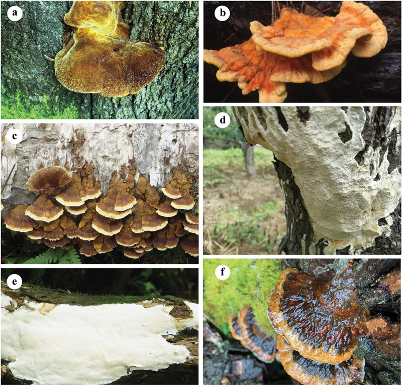 Species diversity of pathogenic wood-rotting fungi (Agaricomycetes, Basidiomycota) in China.