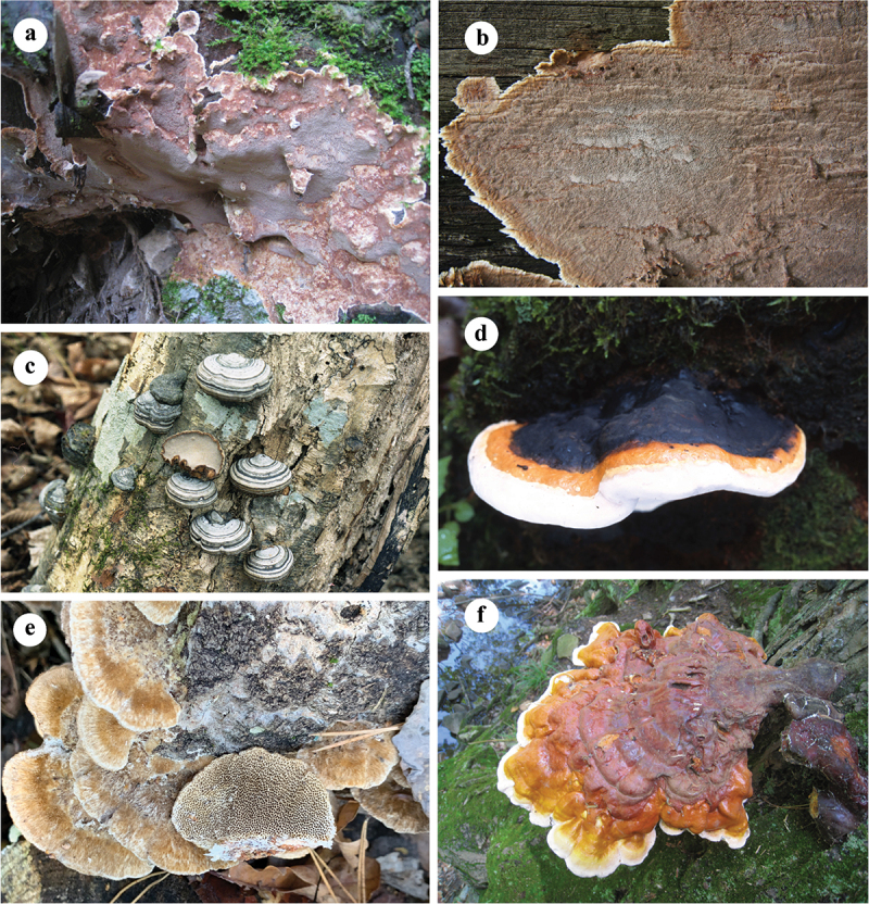 Species diversity of pathogenic wood-rotting fungi (Agaricomycetes, Basidiomycota) in China.