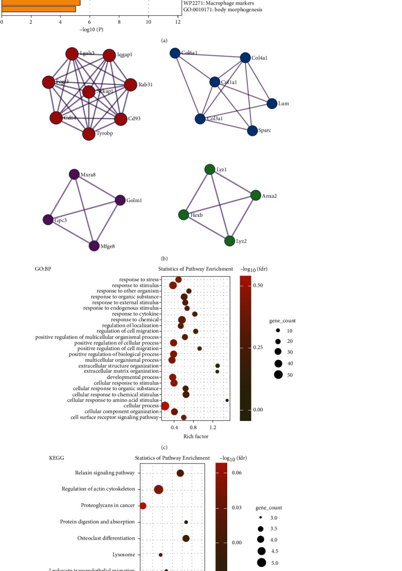 EMP1 as a Potential Biomarker in Liver Fibrosis: A Bioinformatics Analysis.