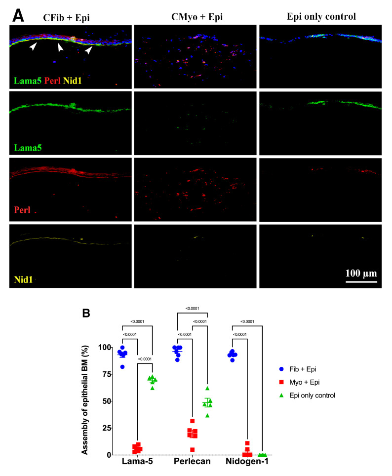 Corneal epithelial basement membrane assembly is mediated by epithelial cells in coordination with corneal fibroblasts during wound healing.