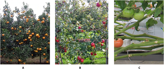 EasyDAM_V3: Automatic Fruit Labeling Based on Optimal Source Domain Selection and Data Synthesis via a Knowledge Graph.