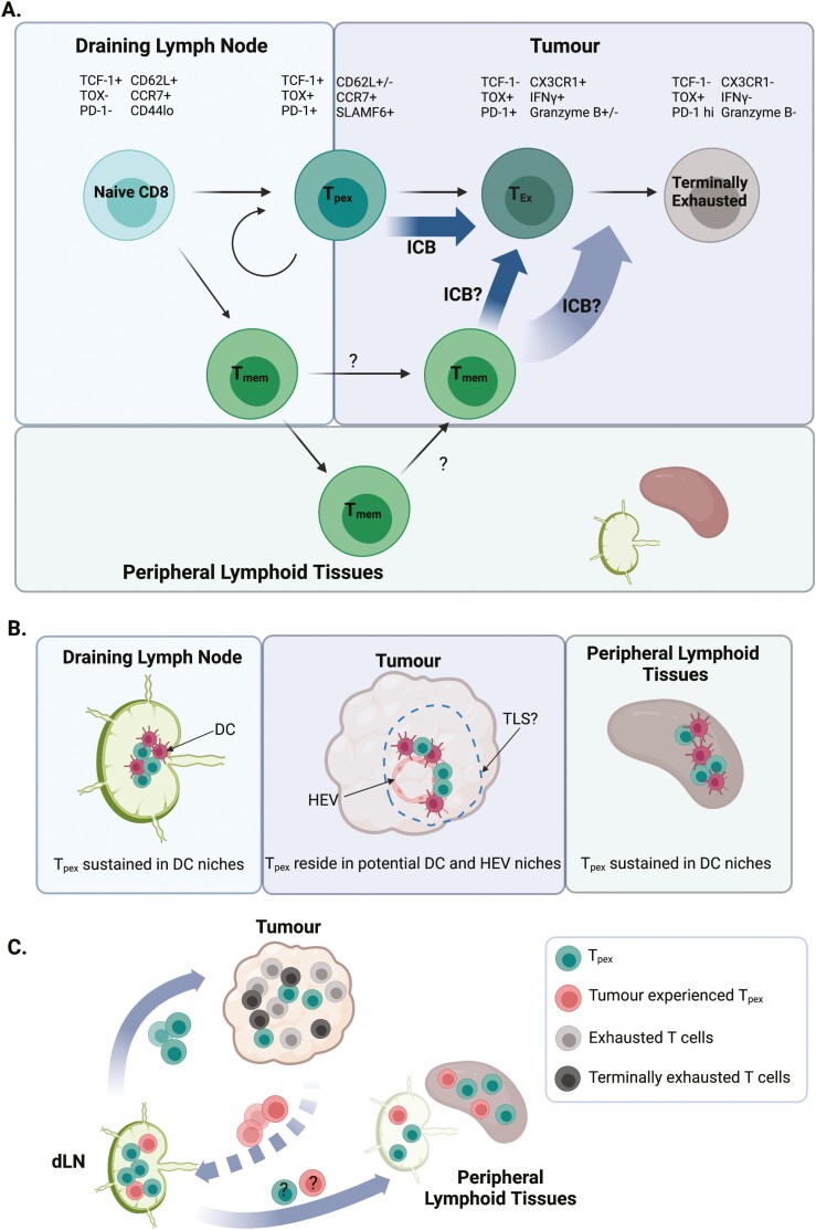 Migration of stem-like CD8 T cells between tissue microenvironments underpins successful anti-tumour immune responses.