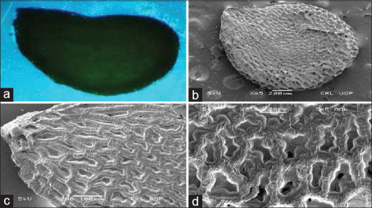 Implication of Scanning Electron Microscopy and Light Microscopy for Morphology of Some Selected Seed Drugs: As a Tool for Authentication.