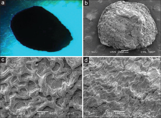 Implication of Scanning Electron Microscopy and Light Microscopy for Morphology of Some Selected Seed Drugs: As a Tool for Authentication.