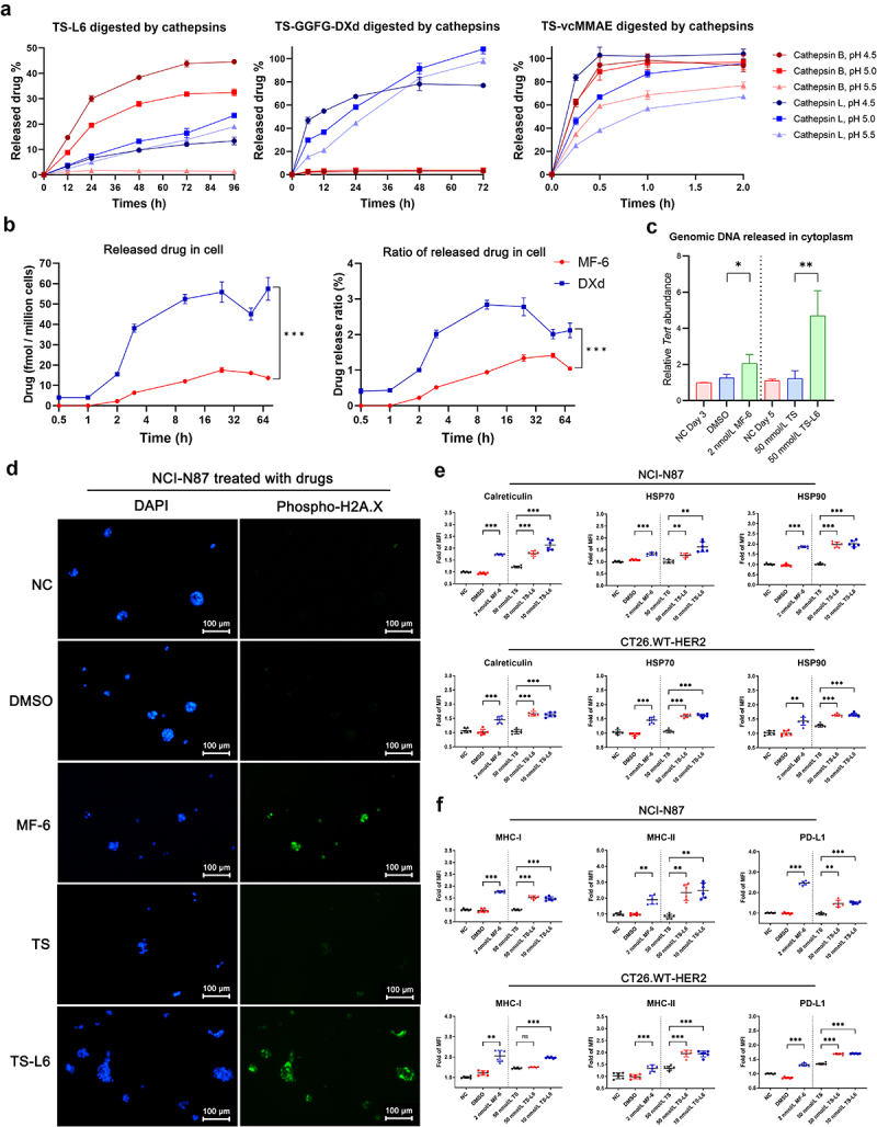 A HER2-targeted antibody-novel DNA topoisomerase I inhibitor conjugate induces durable adaptive antitumor immunity by activating dendritic cells.