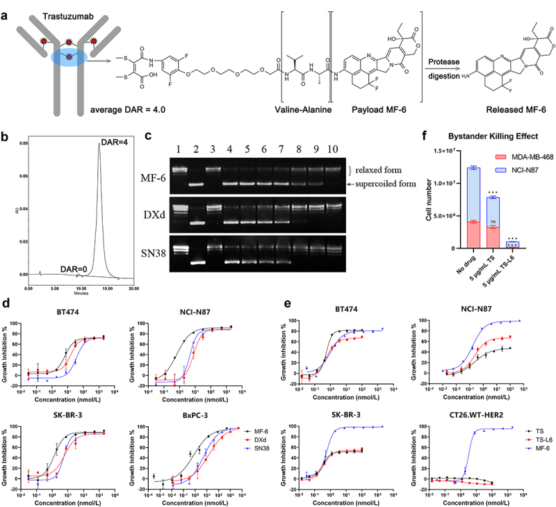 A HER2-targeted antibody-novel DNA topoisomerase I inhibitor conjugate induces durable adaptive antitumor immunity by activating dendritic cells.