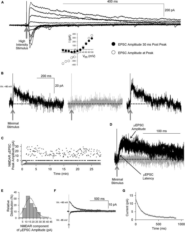 Synapse-specific diversity of distinct postsynaptic GluN2 subtypes defines transmission strength in spinal lamina I.