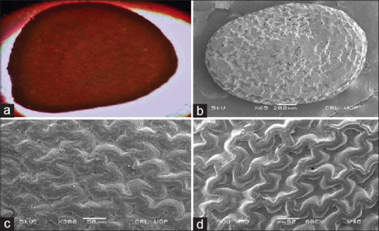 Implication of Scanning Electron Microscopy and Light Microscopy for Morphology of Some Selected Seed Drugs: As a Tool for Authentication.