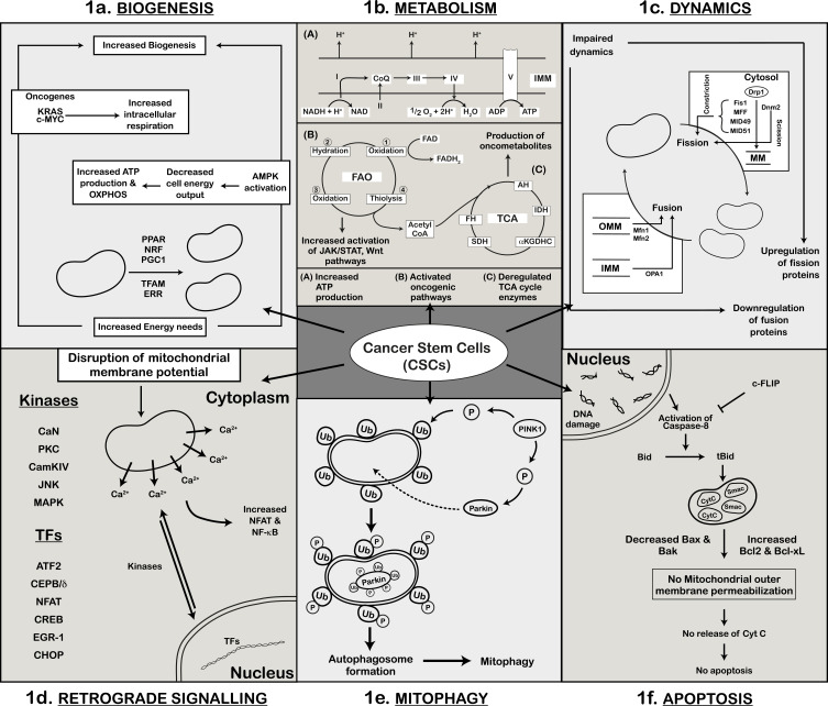 Mitochondria in Cancer Stem Cells: From an Innocent Bystander to a Central Player in Therapy Resistance.