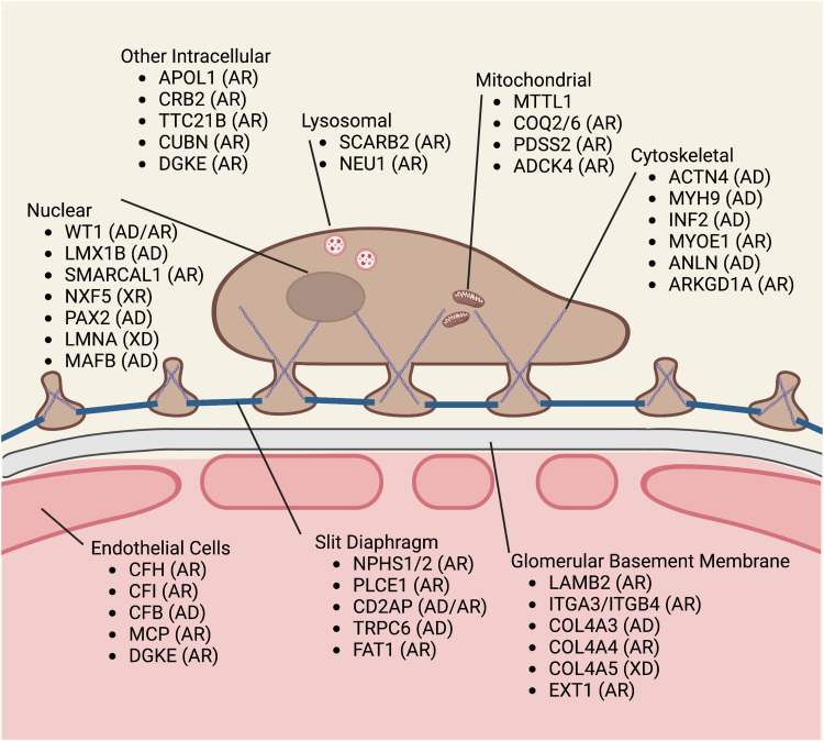 Genetic Susceptibility to Chronic Kidney Disease: Links, Risks and Management.