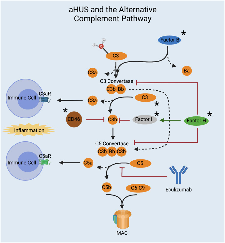 Genetic Susceptibility to Chronic Kidney Disease: Links, Risks and Management.