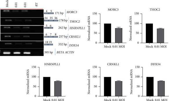 The SARS-CoV-2 UTR's Intrudes Host RBP's and Modulates Cellular Splicing.