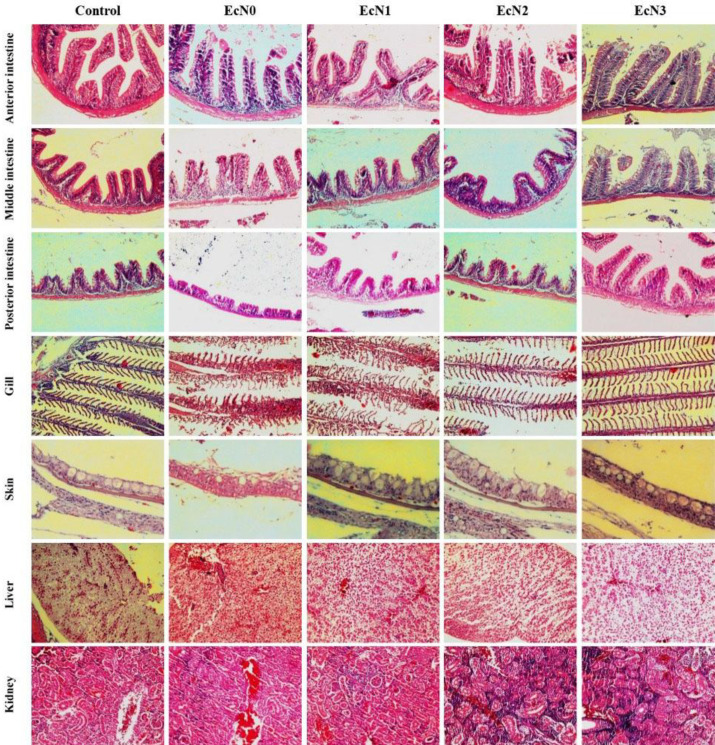 Effects of <i>Escherichia coli</i> strain Nissle 1917 on arsenic-challenged goldfish (<i>Carassius auratus</i>): histological evidence.