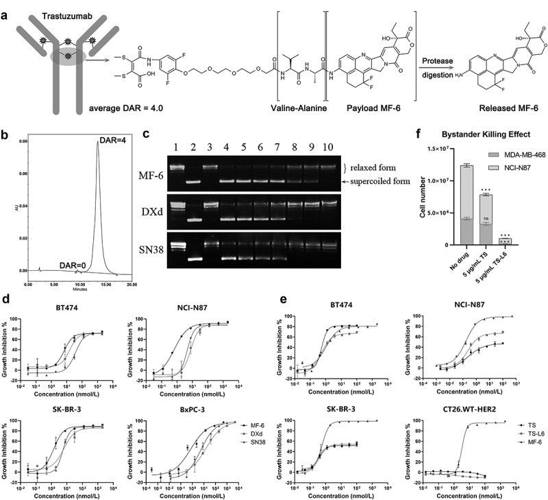 A HER2-targeted antibody-novel DNA topoisomerase I inhibitor conjugate induces durable adaptive antitumor immunity by activating dendritic cells.