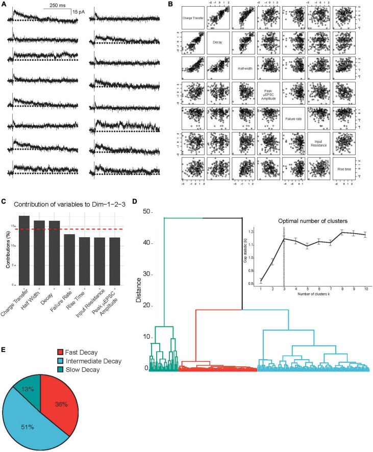 Synapse-specific diversity of distinct postsynaptic GluN2 subtypes defines transmission strength in spinal lamina I.