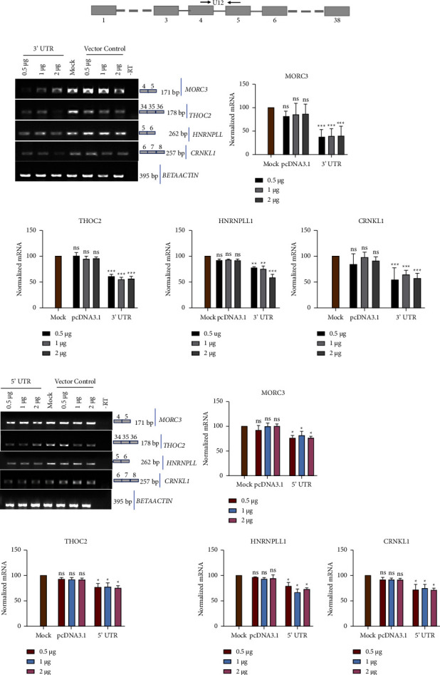 The SARS-CoV-2 UTR's Intrudes Host RBP's and Modulates Cellular Splicing.