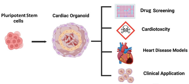 Human cardiac organoids: A recent revolution in disease modeling and regenerative medicine.