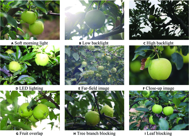 FCOS-LSC: A Novel Model for Green Fruit Detection in a Complex Orchard Environment.