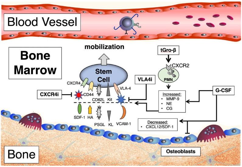 Innovations in hematopoietic stem-cell mobilization: a review of the novel CXCR4 inhibitor motixafortide.