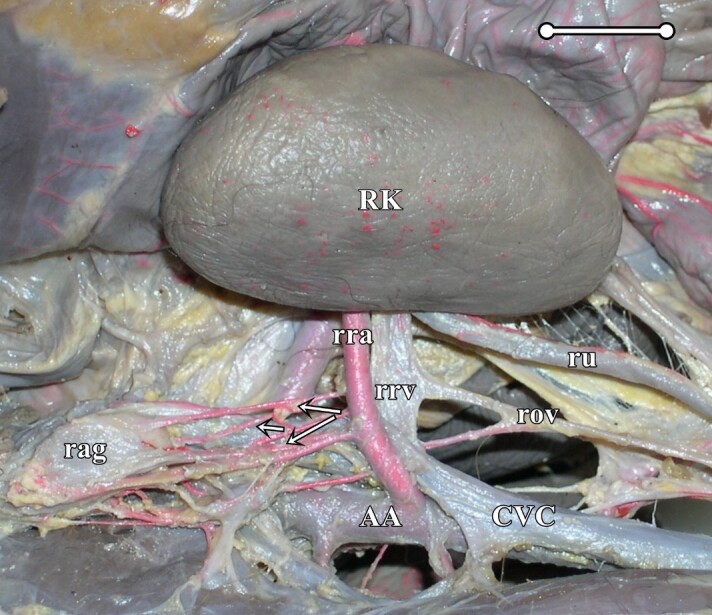 Morphometry and skeletopy of kidneys and renal vessels in <i>Alouatta guariba clamitans</i> (Primates: Atelidae): case reports.