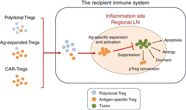 Treg-based immunotherapy for antigen-specific immune suppression and stable tolerance induction: a perspective.