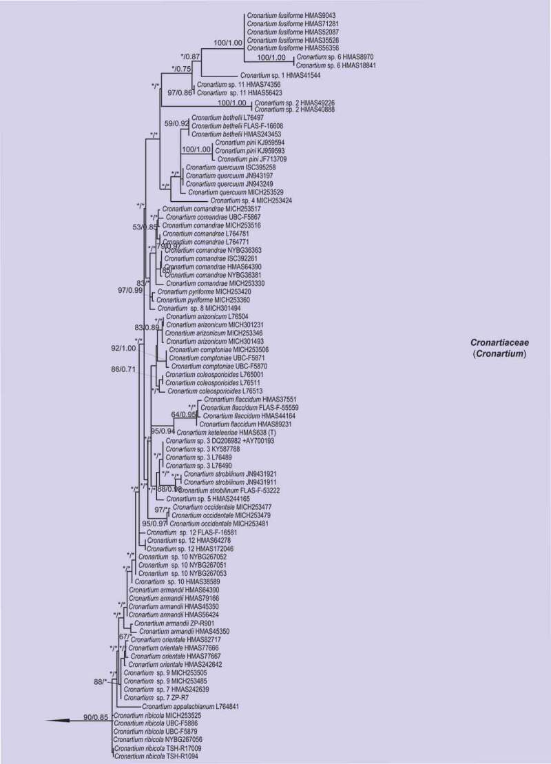 Applying early divergent characters in higher rank taxonomy of <i>Melampsorineae</i> (<i>Basidiomycota, Pucciniales</i>).