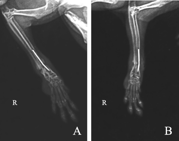 Case report: Diagnosis and treatment of a chinchilla's old radius and ulna fracture.