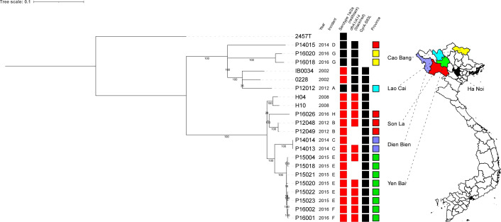 Characterization of <i>Shigella flexneri</i> in northern Vietnam in 2012-2016.