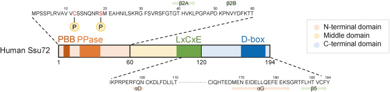 Phosphatase Ssu72 Is Essential for Homeostatic Balance Between CD4<sup>+</sup> T Cell Lineages.