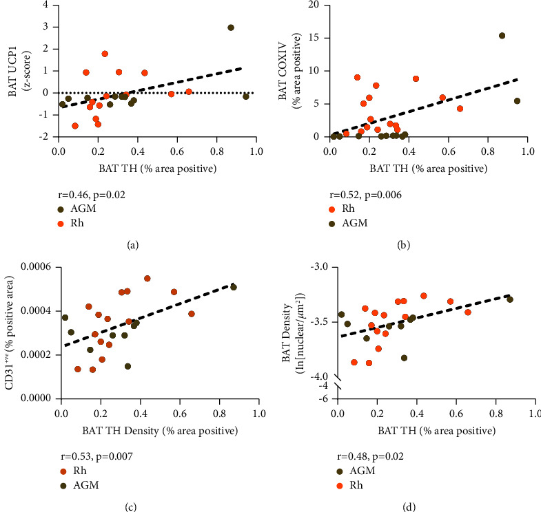 Brief Communication: Histological Assessment of Nonhuman Primate Brown Adipose Tissue Highlights the Importance of Sympathetic Innervation.