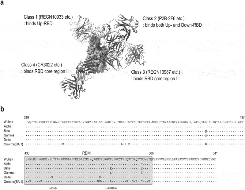 Characterization of anti-SARS-CoV-2 monoclonal antibodies focusing on antigen binding, neutralization, and FcγR activation via formation of immune complex.