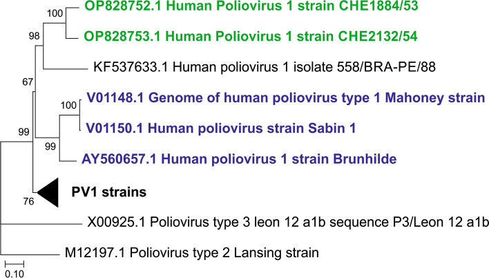 Archival wild-type poliovirus 1 infected central nervous system tissues of the pre-vaccination era in Switzerland reveal a distinct virus genotype