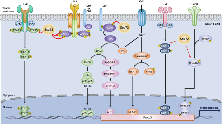 Phosphatase Ssu72 Is Essential for Homeostatic Balance Between CD4<sup>+</sup> T Cell Lineages.